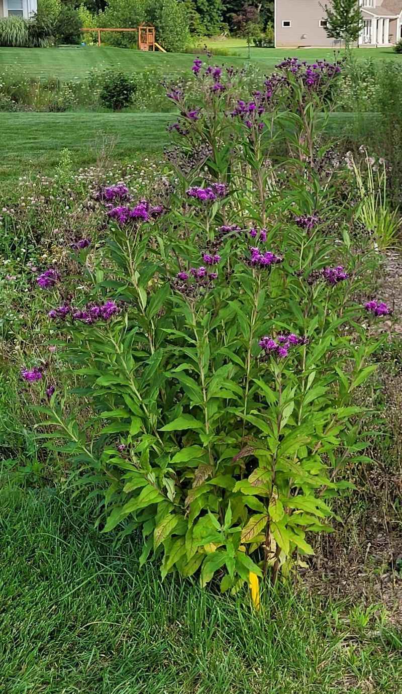 Ironweed