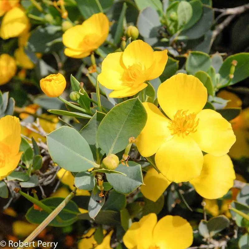 Island Bush Poppy