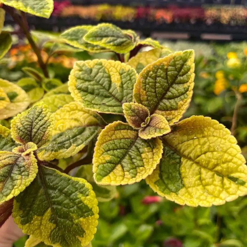 Ivy