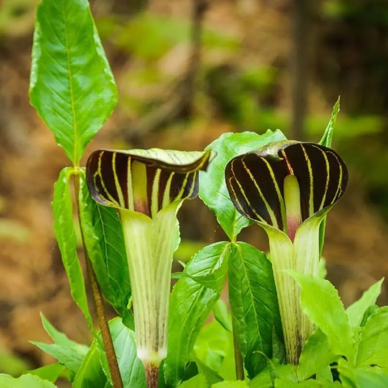 Jack-in-the-Pulpit