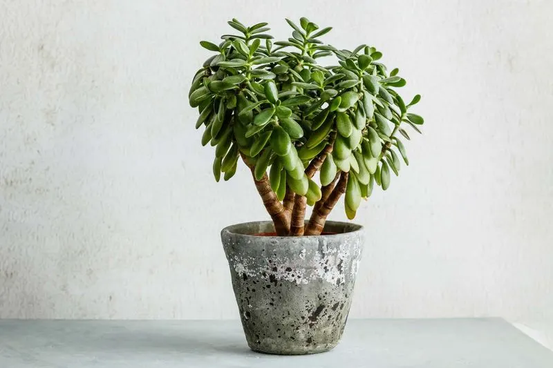 Jade Plant