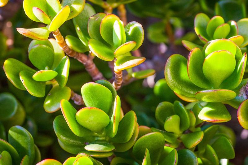 Jade Plant