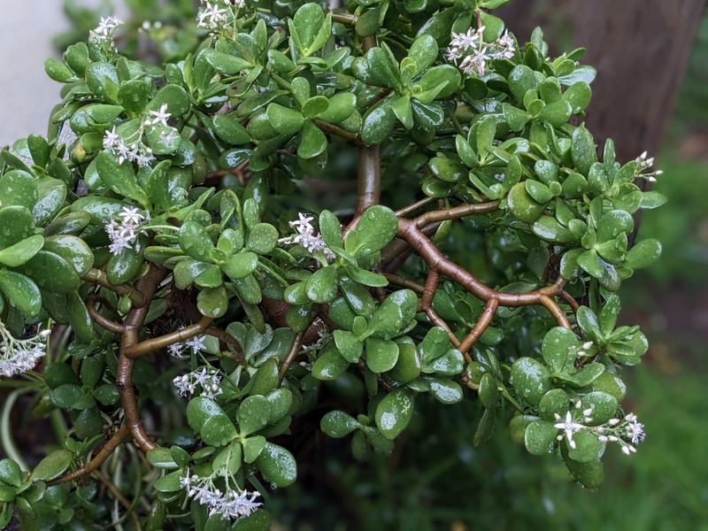 Jade Plant