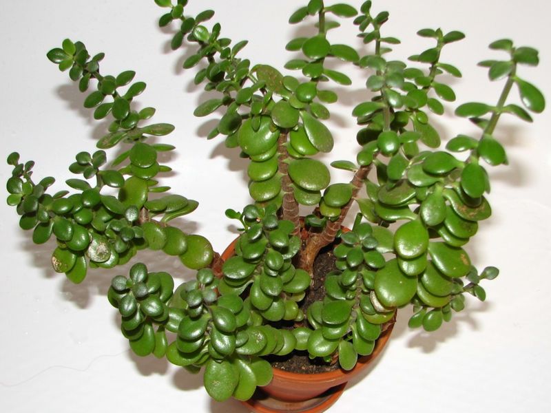 Jade Plant