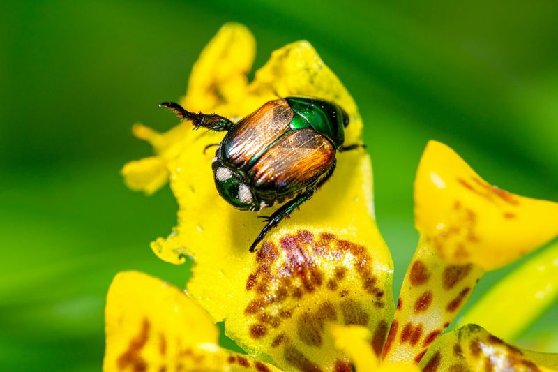 Japanese Beetles