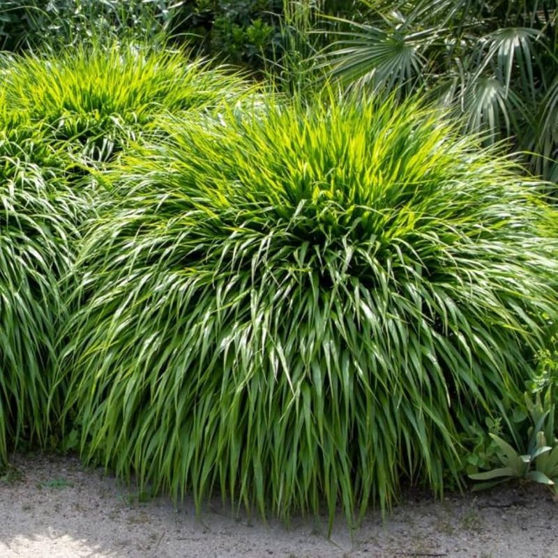 Japanese Forest Grass