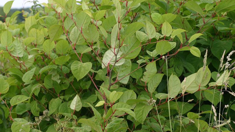 Japanese Knotweed