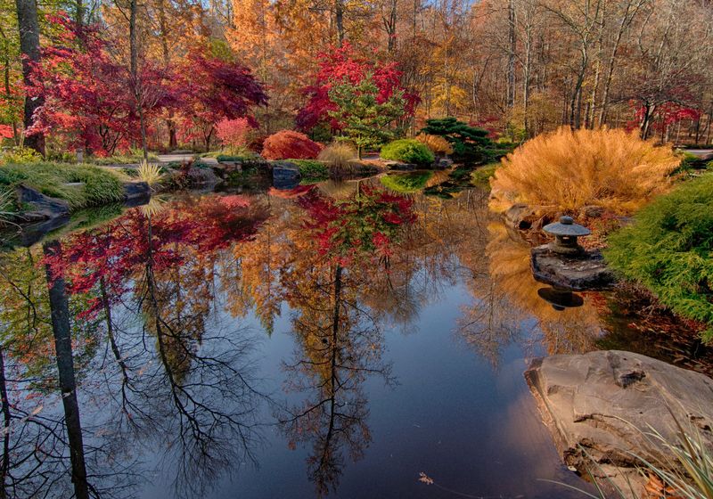 Japanese Maple