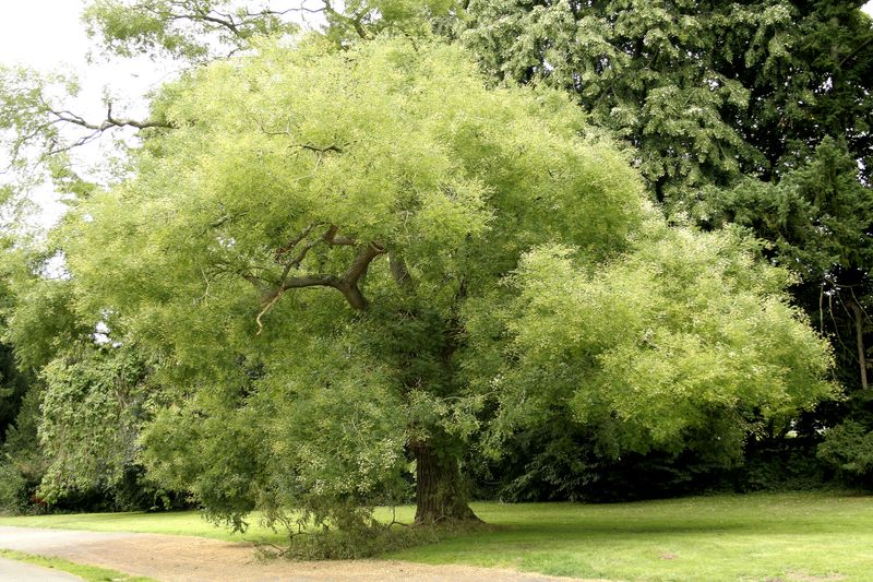 Japanese Pagoda Tree