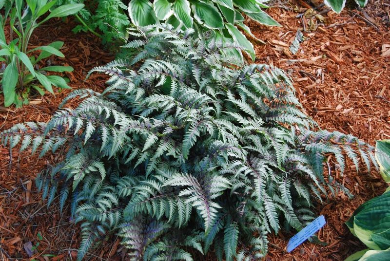 Japanese Painted Fern