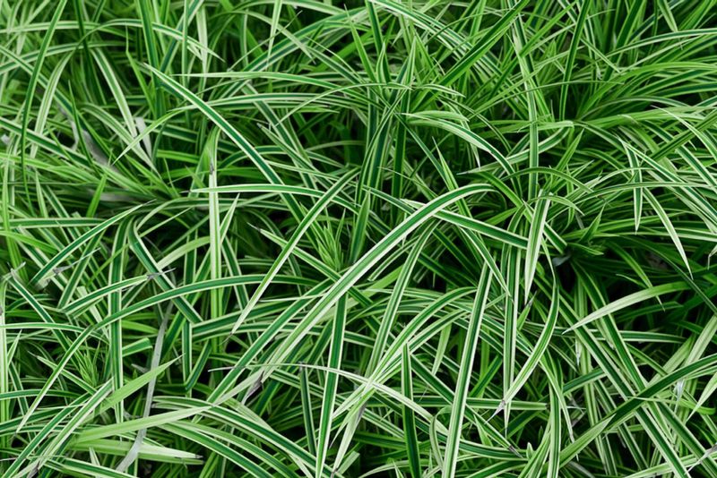 Japanese Sedge (Carex morrowii)