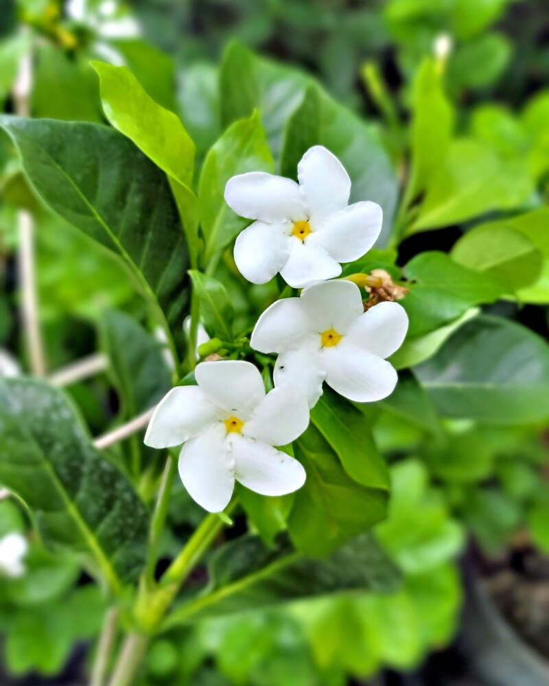 Jasmine