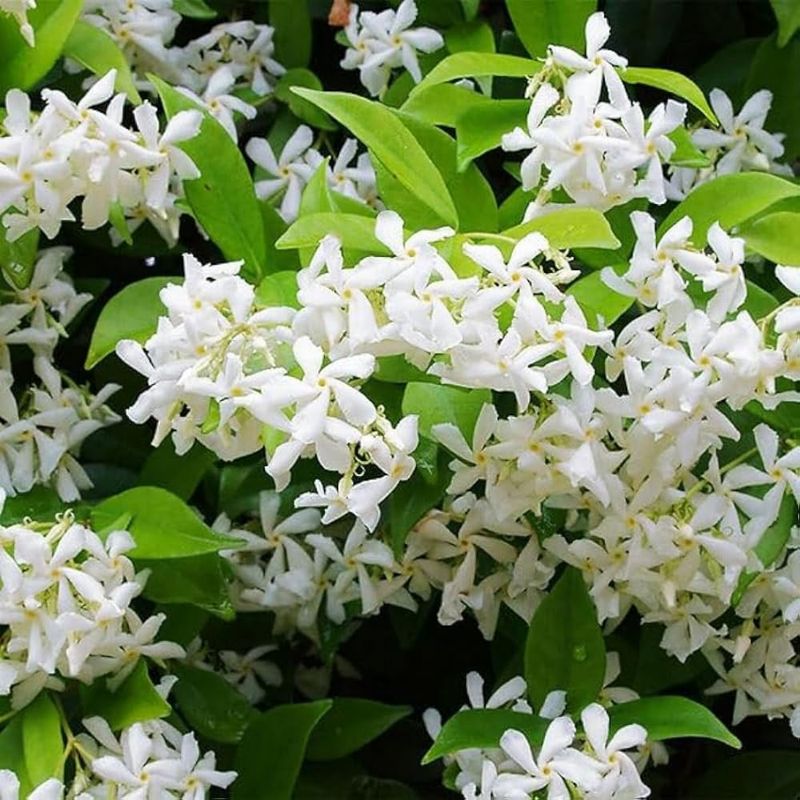 Jasmine