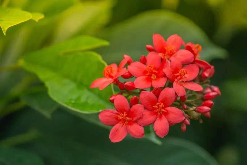 Jatropha