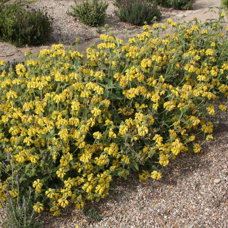 Jerusalem Sage