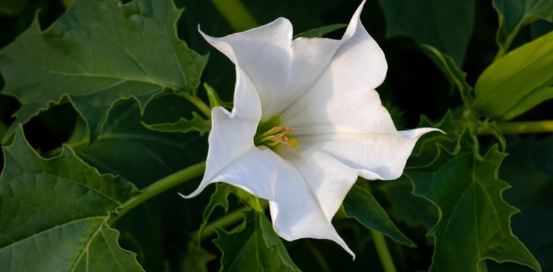 Jimsonweed