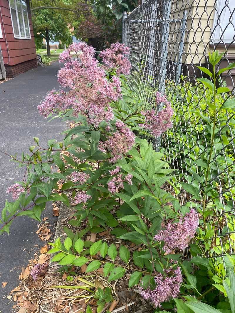 Joe-Pye Weed