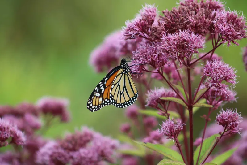 Joe-Pye Weed