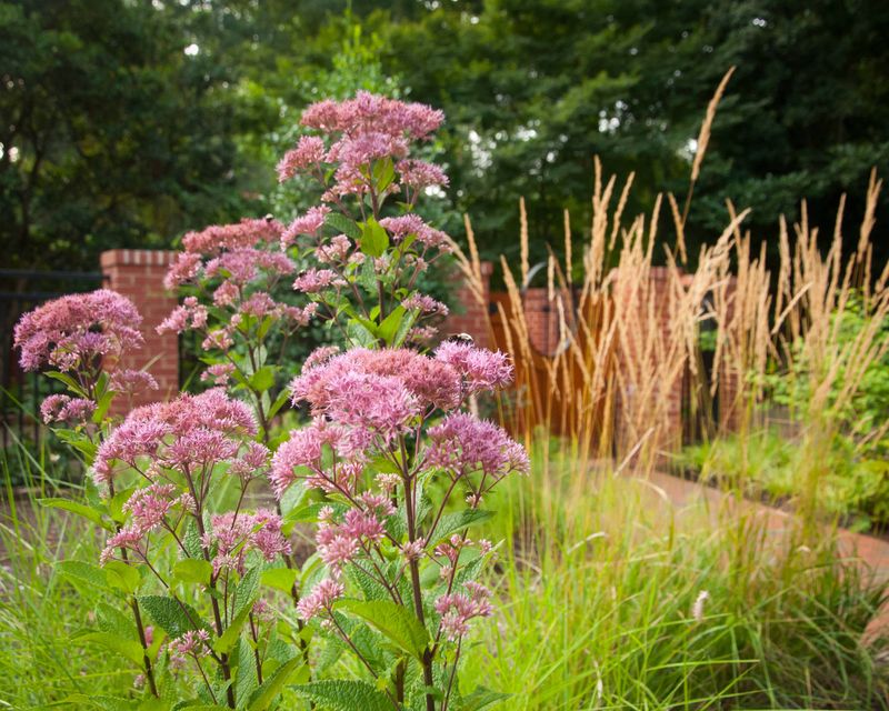 Joe Pye Weed