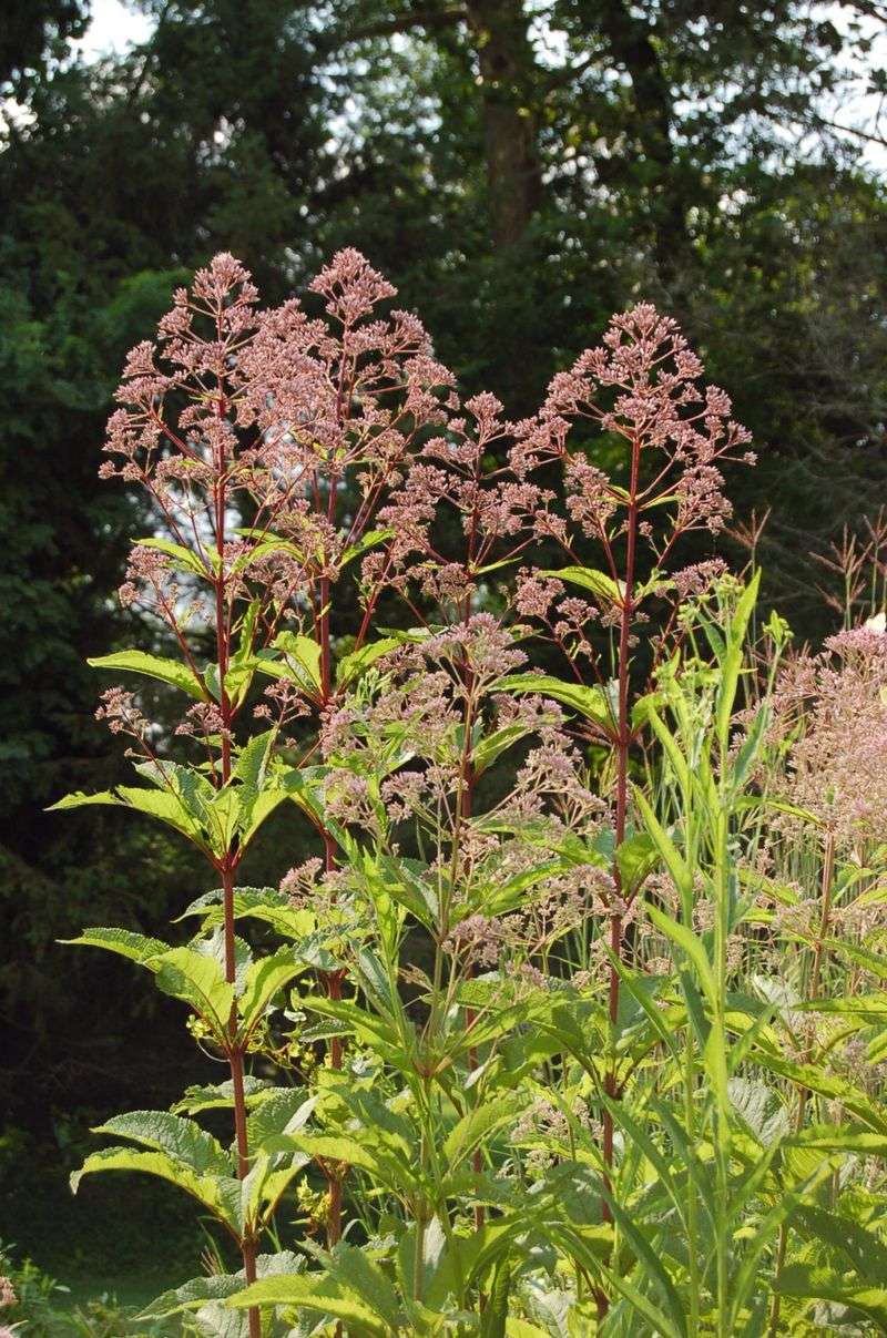 Joe-Pye Weed