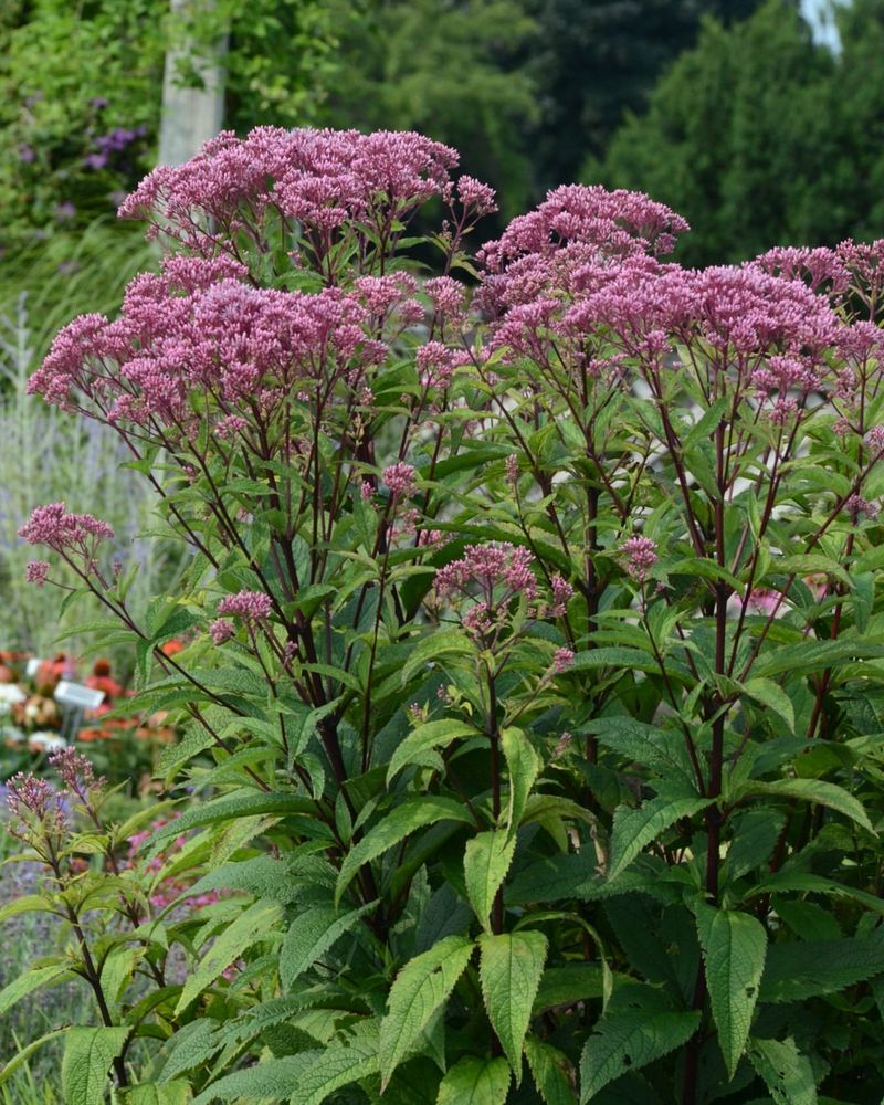 Joe-Pye Weed