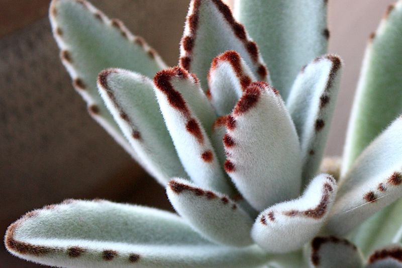 Kalanchoe