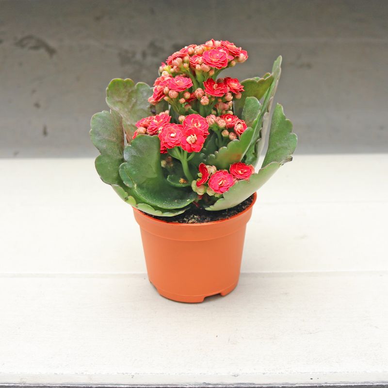 Kalanchoe Blossfeldiana