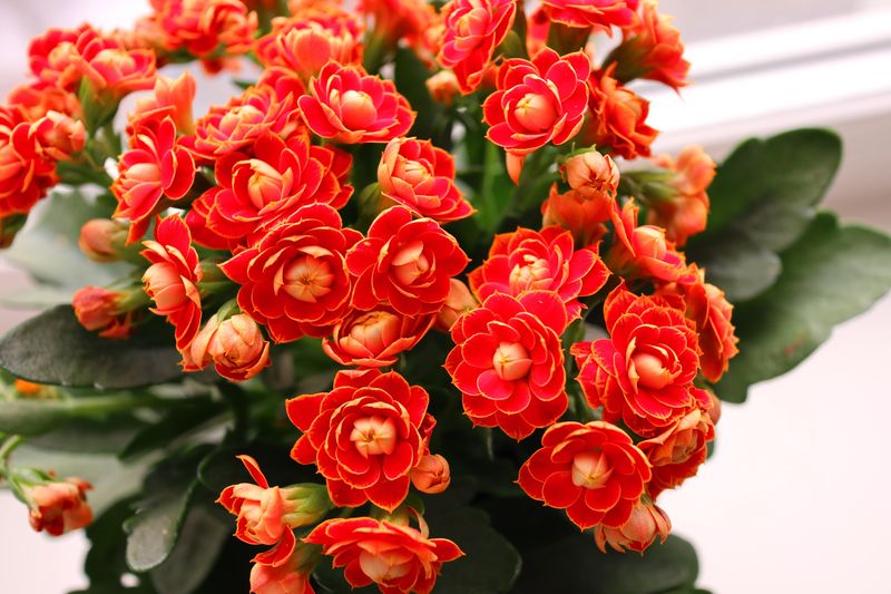 Kalanchoe