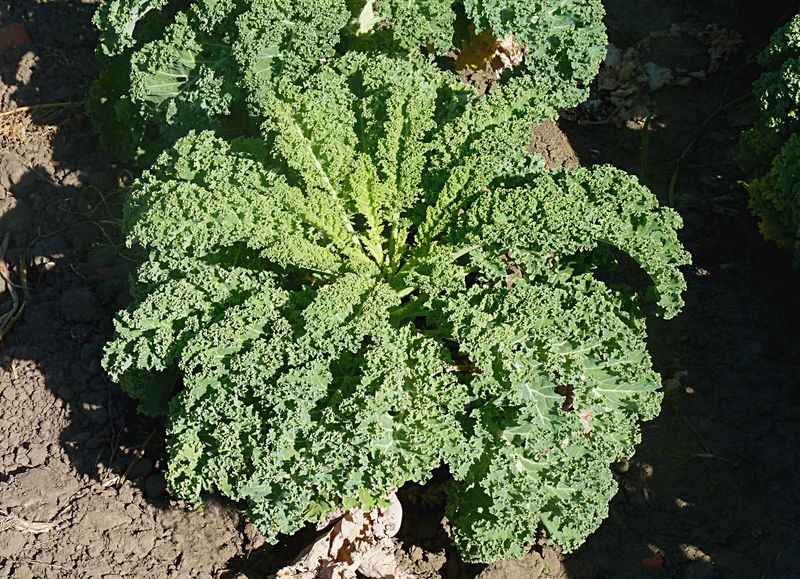 Kale