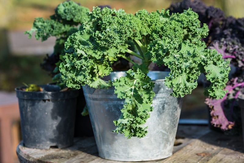 Kale