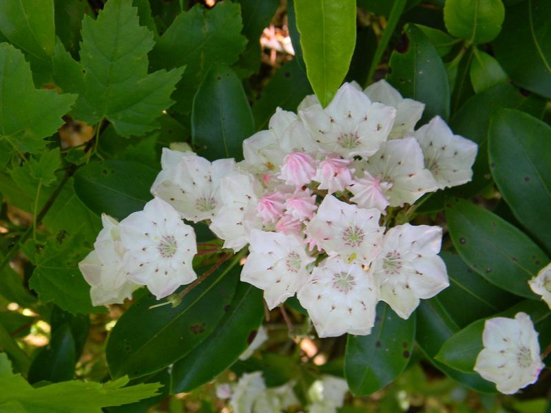 Kalmia Latifolia