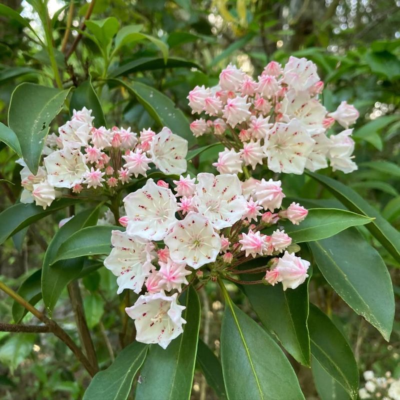 Kalmia Latifolia