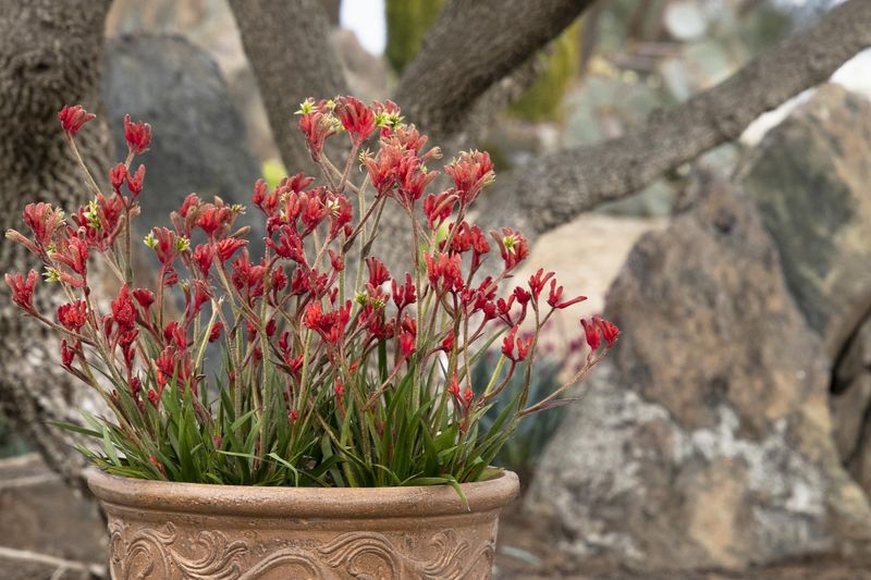 Kangaroo Paw