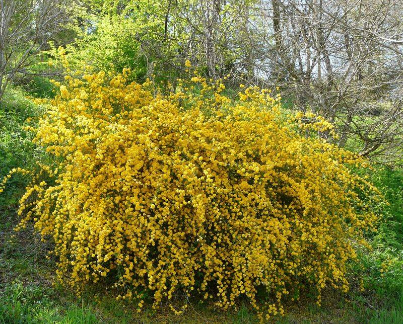 Kerria Japonica