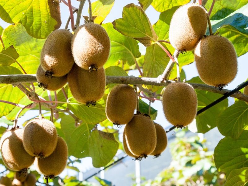 Kiwifruit