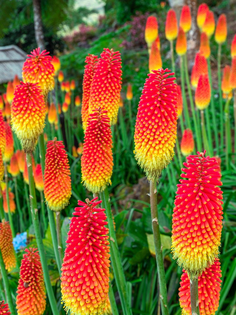 Kniphofia uvaria (Red Hot Poker)