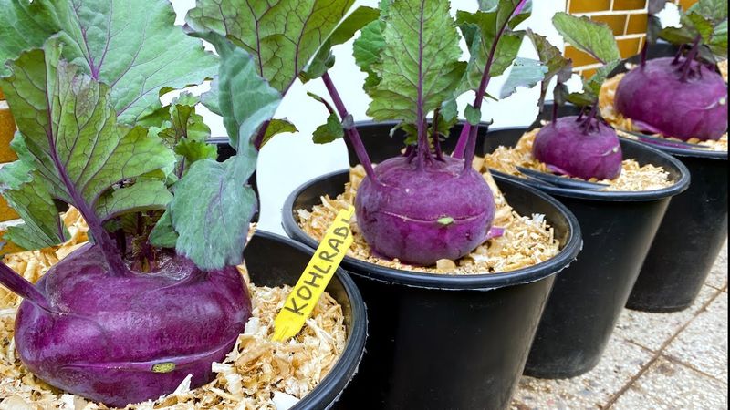 Kohlrabi