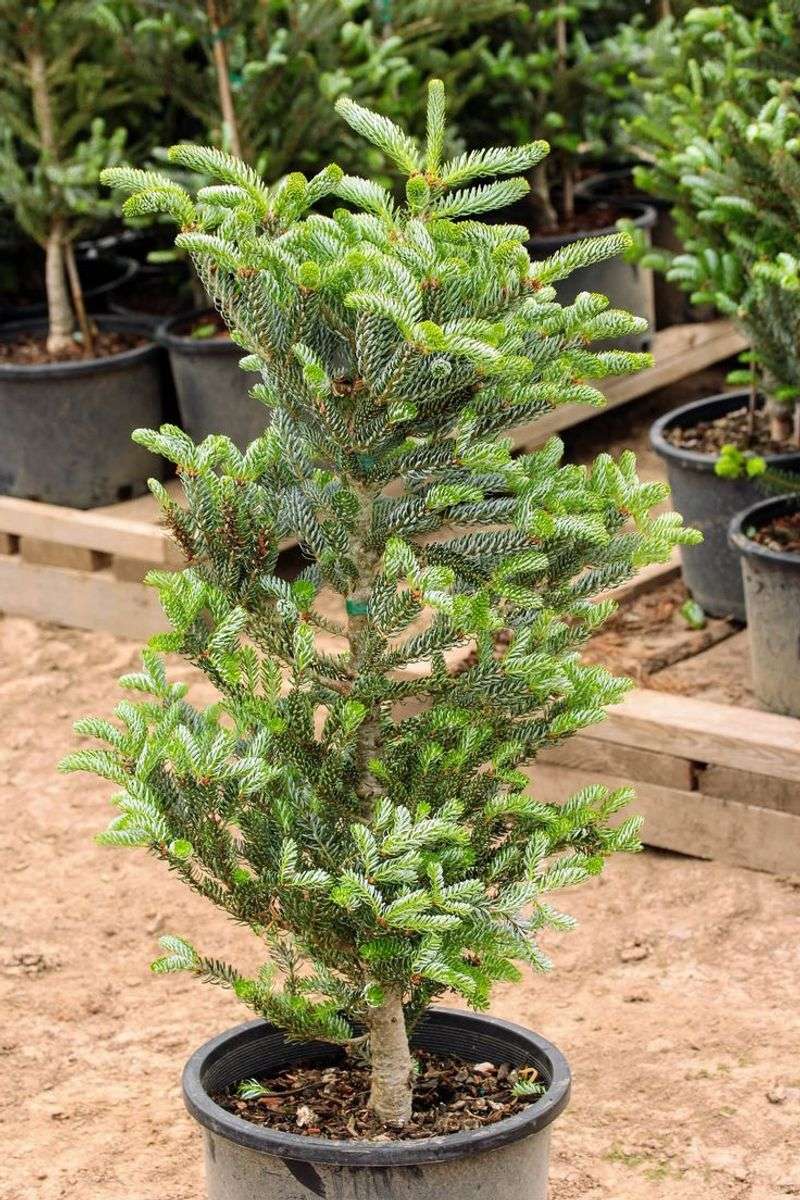 Korean Fir