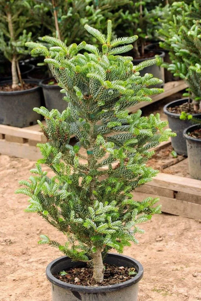 Korean Fir