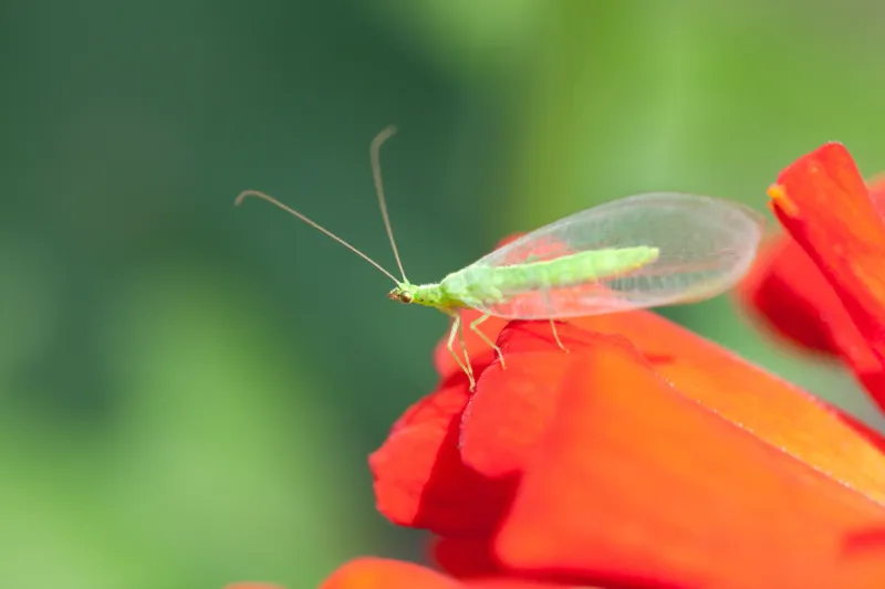 Lacewings