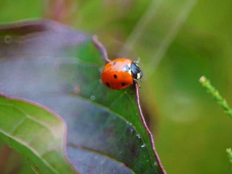 Ladybugs