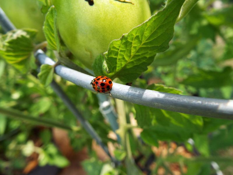 Ladybugs