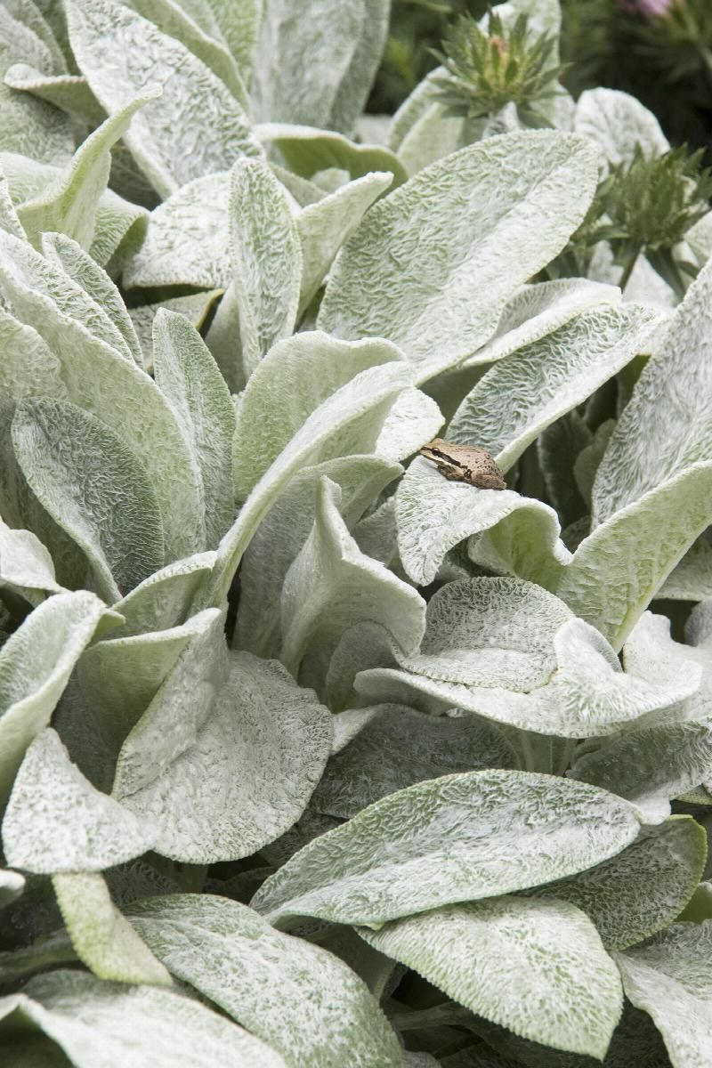 Lamb's Ear