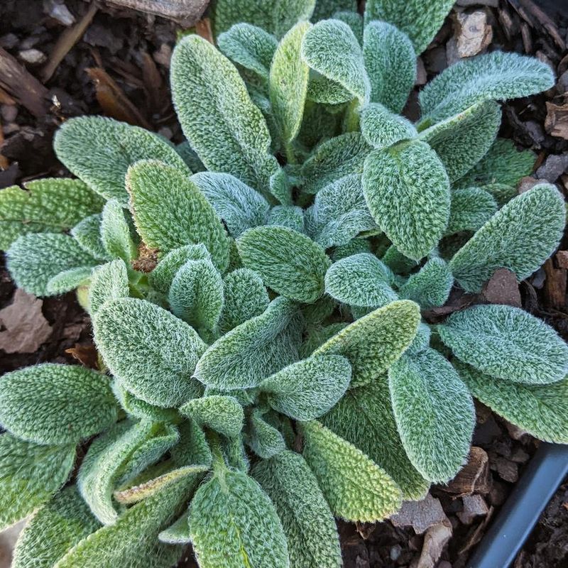 Lamb's Ear