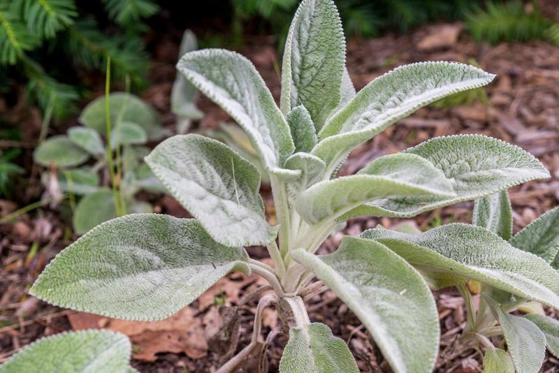 Lamb's Ear