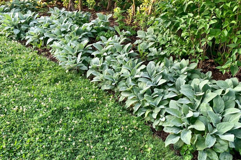 Lamb's Ear