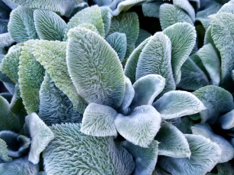 Lamb’s Ear