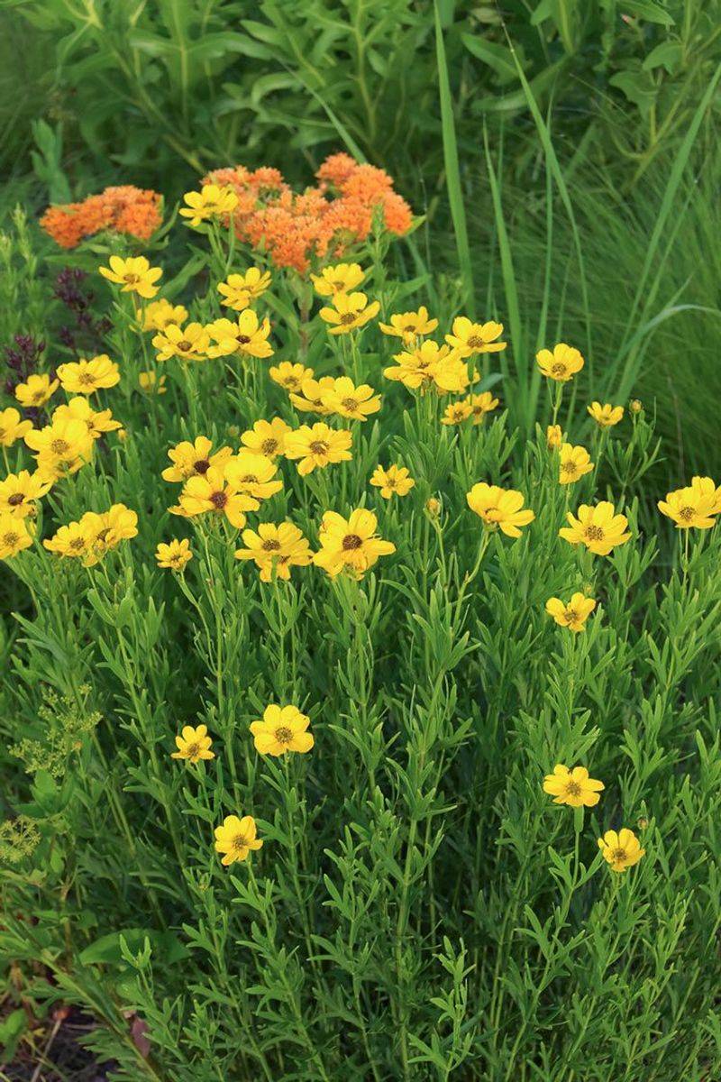 Lanceleaf Coreopsis