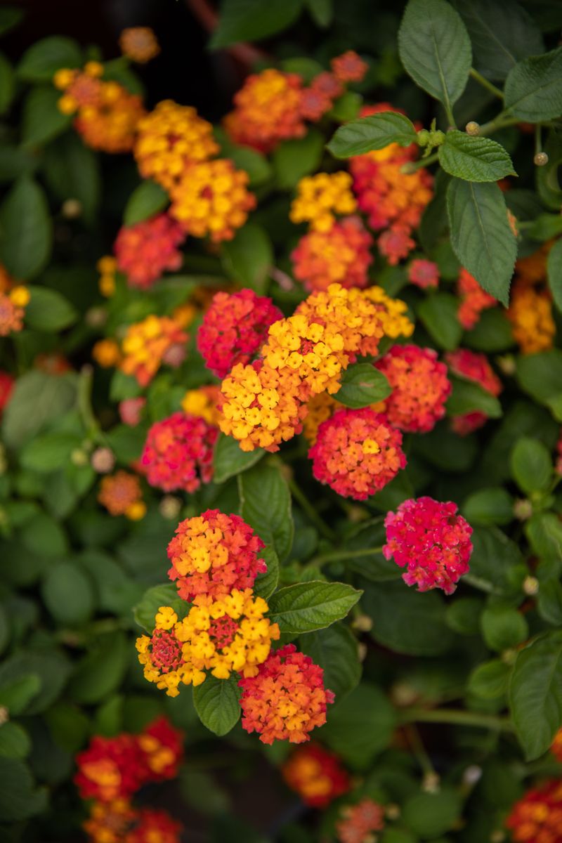 Lantana