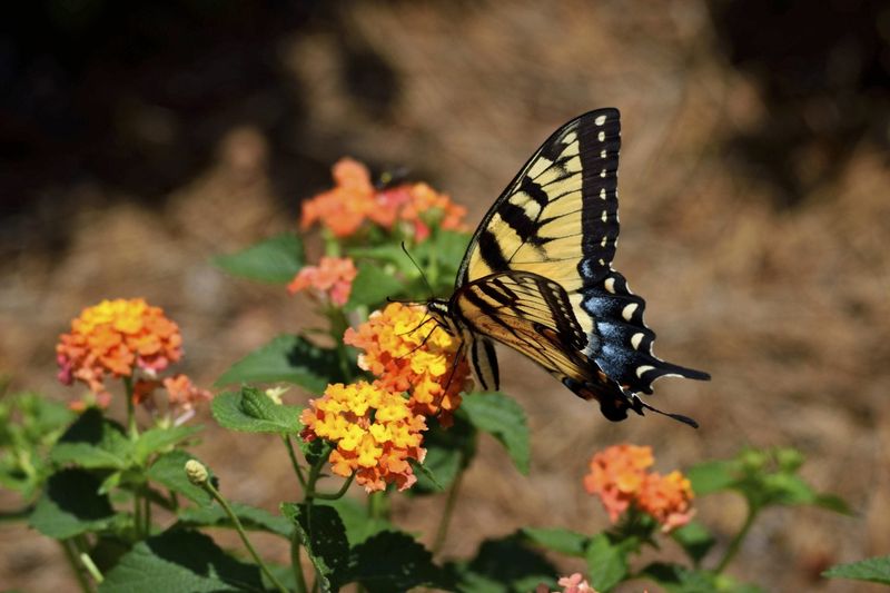 Lantana